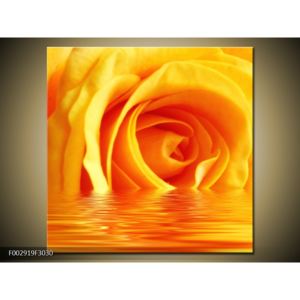 Obraz žluté růže na hladině (F002919F3030)