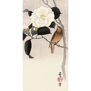 Obraz na plátně Ohara Koson - Songbird and Flowering Camellia, (50 x 100 cm)