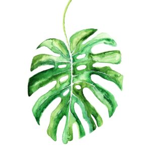 Ilustrace Watercolor monstera leaf, Blursbyai