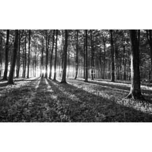 Postershop Fototapeta: Černobílý les (1) - 184x254 cm