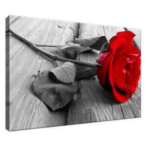 Obraz na plátně Červená růže 30x20cm 1138A_1T