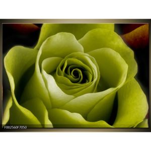Obraz květu žluté růže (F002560F7050)