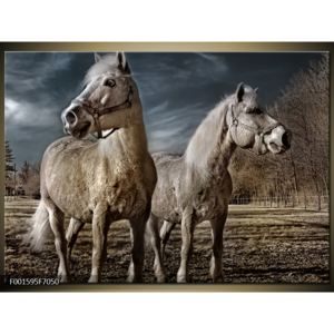 Obraz bílých koňí (F001595F7050)