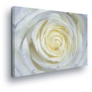 Obraz na plátně - Květ Žluté Růže III 100x75 cm