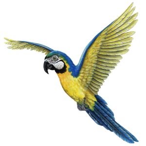 Samolepící dekorace Papoušek