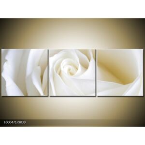 Obraz Detail bílé růže