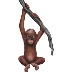 Samolepící dekorace Orangutánek