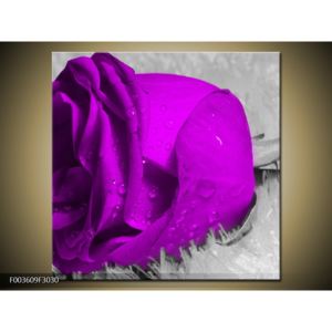 Obraz fialové růže (F003609F3030)