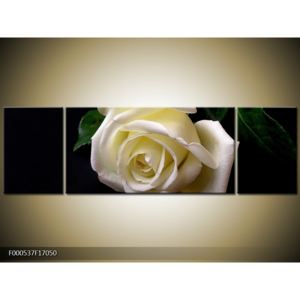 Obraz bílé růže (F000537F17050)