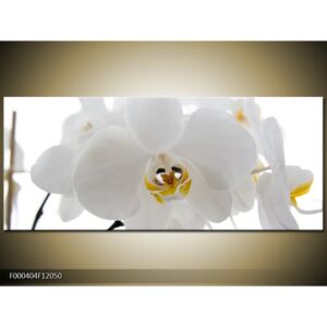 Obraz Bílé orchideje na bílém pozadí
