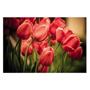 Fototapeta samolepící na podlahu - Tulipány červené