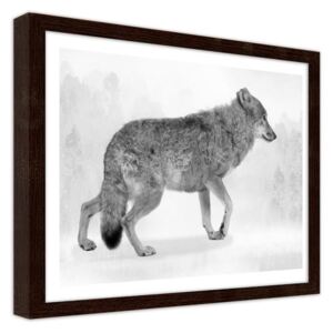 CARO Obraz v rámu - Gray Wolf 2 Hnědá 29,7x21 cm