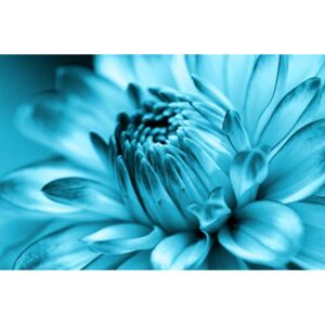 Obraz na skle – Tyrkysová chryzantéma