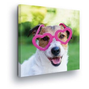 Obraz na plátně GLIX - Psí, Růžové brýle 40x40 cm