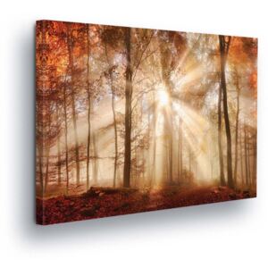GLIX Obraz na plátně - Hnědá Záře v Lese 80x60 cm
