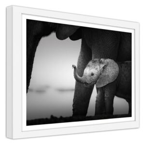 CARO Obraz v rámu - Little Elephant 2 40x30 cm Bílá