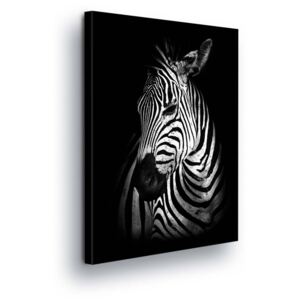 Obraz na plátně GLIX - Černobílá Zebra 50x70 cm