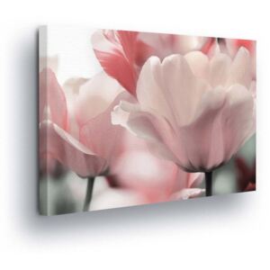 Obraz na plátně GLIX - Světle Růžové Květy Tulipánů 25x35 cm