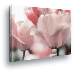 Obraz na plátně GLIX - Světle Růžové Květy Tulipánů 80x60 cm