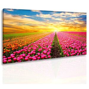 InSmile Obraz ráj tulipánů 150x100 cm
