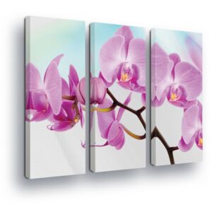 Obraz na plátně GLIX - Růžová Orchidej 3 x 30x80 cm