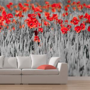 Fototapeta Bimago - Red poppies on black and white background 200x154 cm