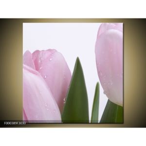 Obraz růžových tulipánů (F000389F3030)