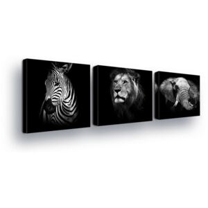 Obraz na plátně GLIX - Černobílé, Zvířecí Trio 3 x 25x25 cm