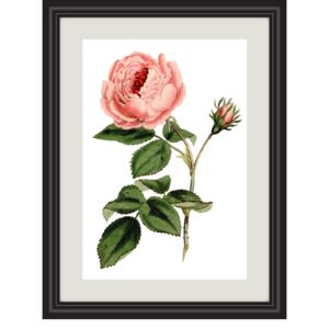 Obrázek růžová provence růže A4 (210 x 297 mm): A4