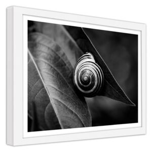 CARO Obraz v rámu - A Snail On A Leaf In The Summer 40x30 cm Bílá