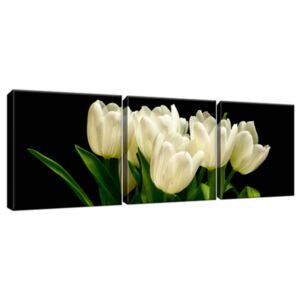 Obraz na plátně Bílé tulipány - Mark Freeth 90x30cm 1601A_3A