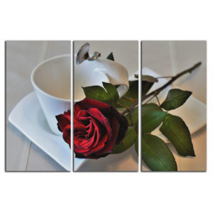 Růže a šálek C1517BO