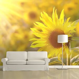 Fototapeta Bimago - Sunflowers bathing in the summer sun + lepidlo ZDARMA 200x154 cm