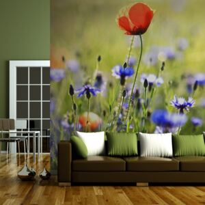 Fototapeta Bimago - A meadow with a poppy among bluets + lepidlo ZDARMA 200x154 cm
