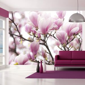 Fototapeta Bimago - Magnolia bloosom + lepidlo ZDARMA 200x154 cm