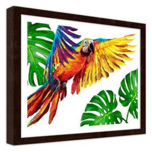 CARO Obraz v rámu - Colorful Parrots 50x40 cm Hnědá