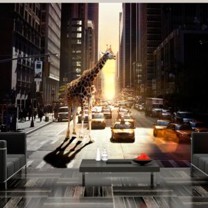 Fototapeta Bimago - Giraffe in the big city + lepidlo ZDARMA 200x154 cm