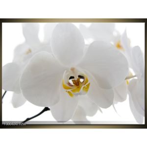 Obraz květu orchideje (F000404F7050)