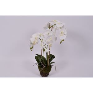 Umělá květina Orchidej v balu Silk-ka bílá, 70 cm