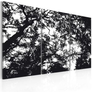 Obraz na plátně Bimago - Dense forest 60x40 cm