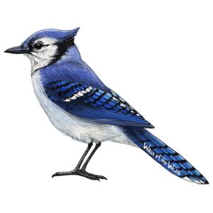 Samolepky - obrázky ptáci : Samolepící dekorace Modrý ptáček