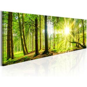 Obraz na plátně Bimago - Majestátní stromy 120x40 cm