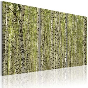 Obraz na plátně Bimago - Březový les 60x40 cm