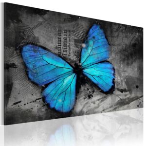 Obraz na plátně Bimago - The study of butterfly 60x40 cm