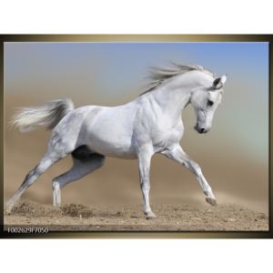 Obraz bílého koně v pohybu (F002629F7050)