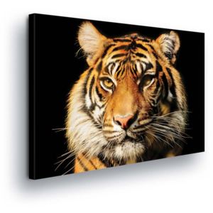 Obraz na plátně - Tygří Pohled II 100x75 cm