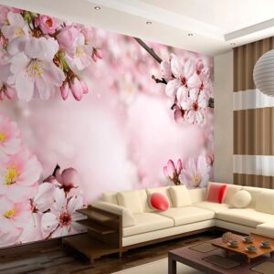 Fototapeta Bimago - Spring Cherry Blossom + lepidlo ZDARMA 200x140 cm