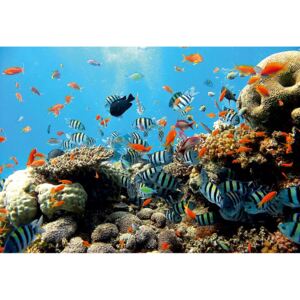 Postershop Fototapeta: Korálový útes - 184x254 cm