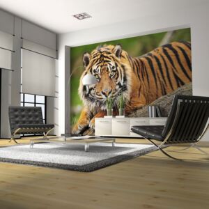 Fototapeta Bimago - Sumatran tiger + lepidlo ZDARMA 200x154 cm