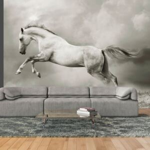 Fototapeta Bimago - Wild Stallion + lepidlo ZDARMA 250x193 cm